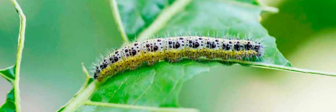 Choosing the Right Chemical Pesticides for Common Garden Pests