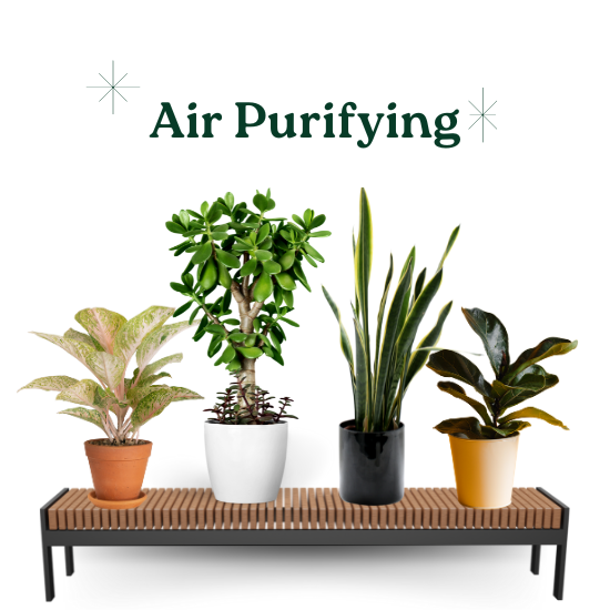 Air Purifying Plants