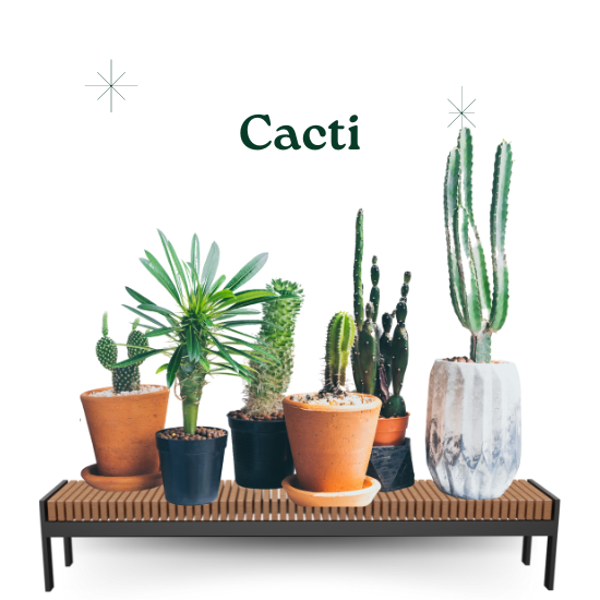 Cacti Plants