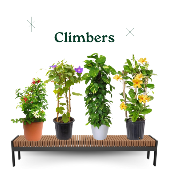 Climbers Plants