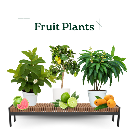 Fruit Plants