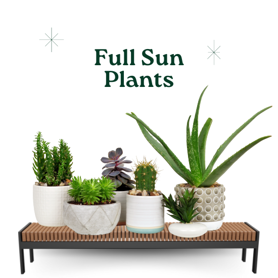 Full Sun Plants