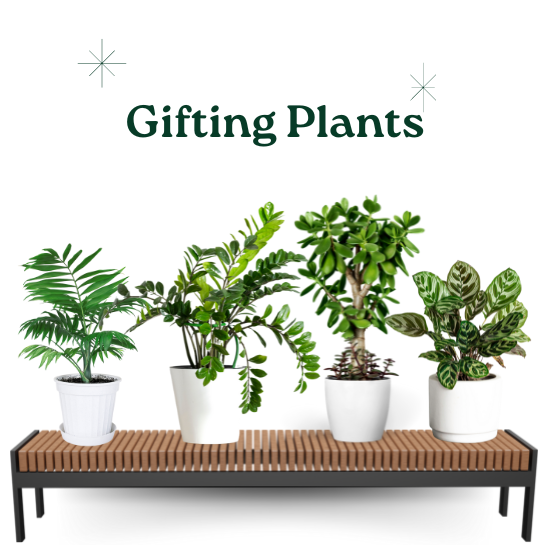 Gifting Plants