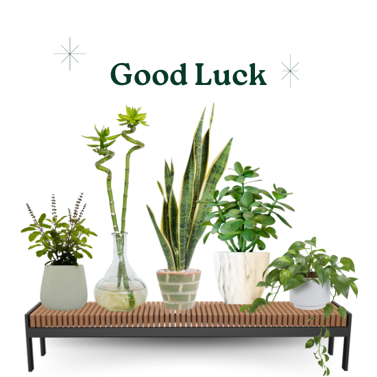 Good Luck & Vastu Plants