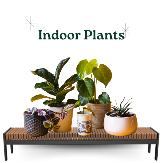 Indoor Plants