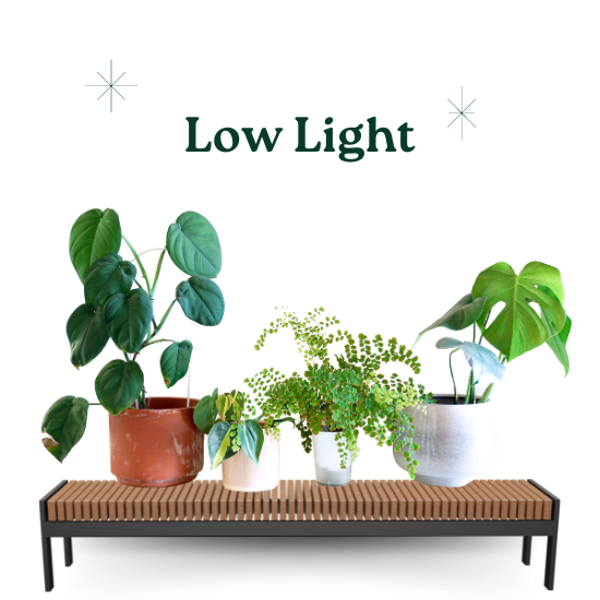 Low Light Plants