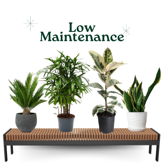 Low Maintenance Plants