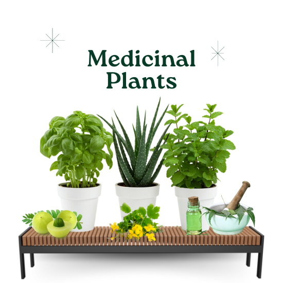 Medicinal Plants