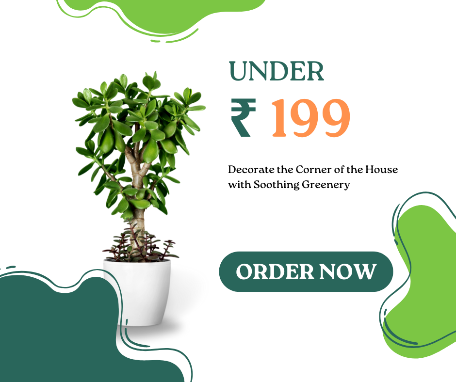 Plants Under ₹199