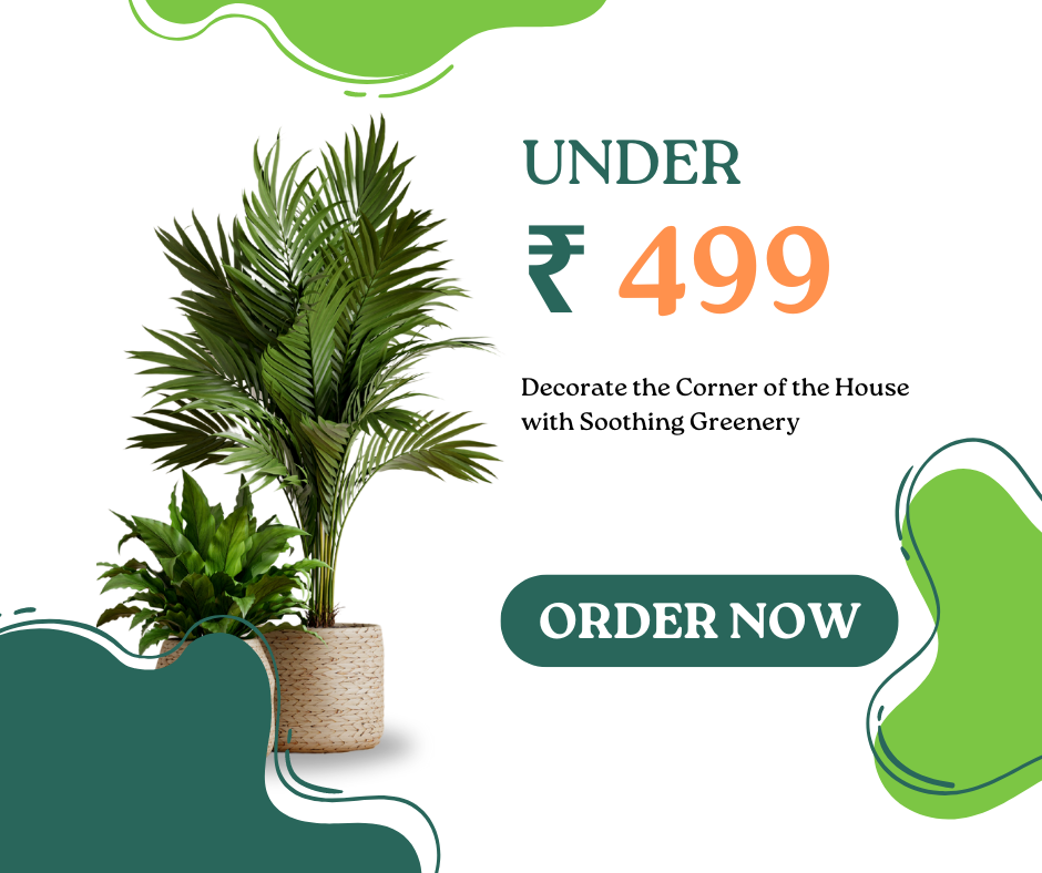 Plants Under ₹499