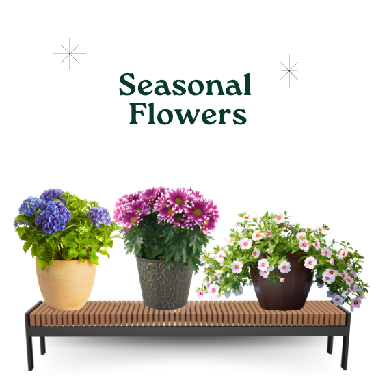 Seasonal Flowers