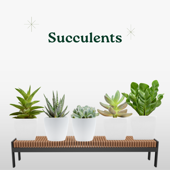 Succulent Plants