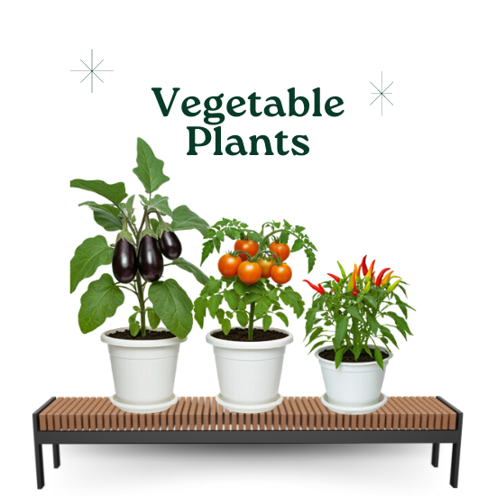 Vegetable Plants