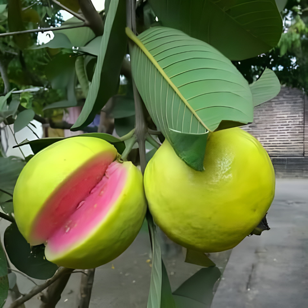 "Close-up of One Kg guava, featuring its smooth green skin and juicy, sweet flesh."