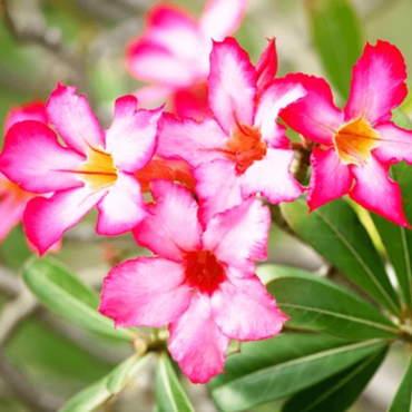 Adenium ( Deseret Rose )