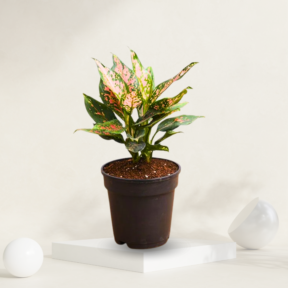 "Aglaonema pink plant in grow pot with stunning pink and green leaves, perfect for brightening up indoor areas."