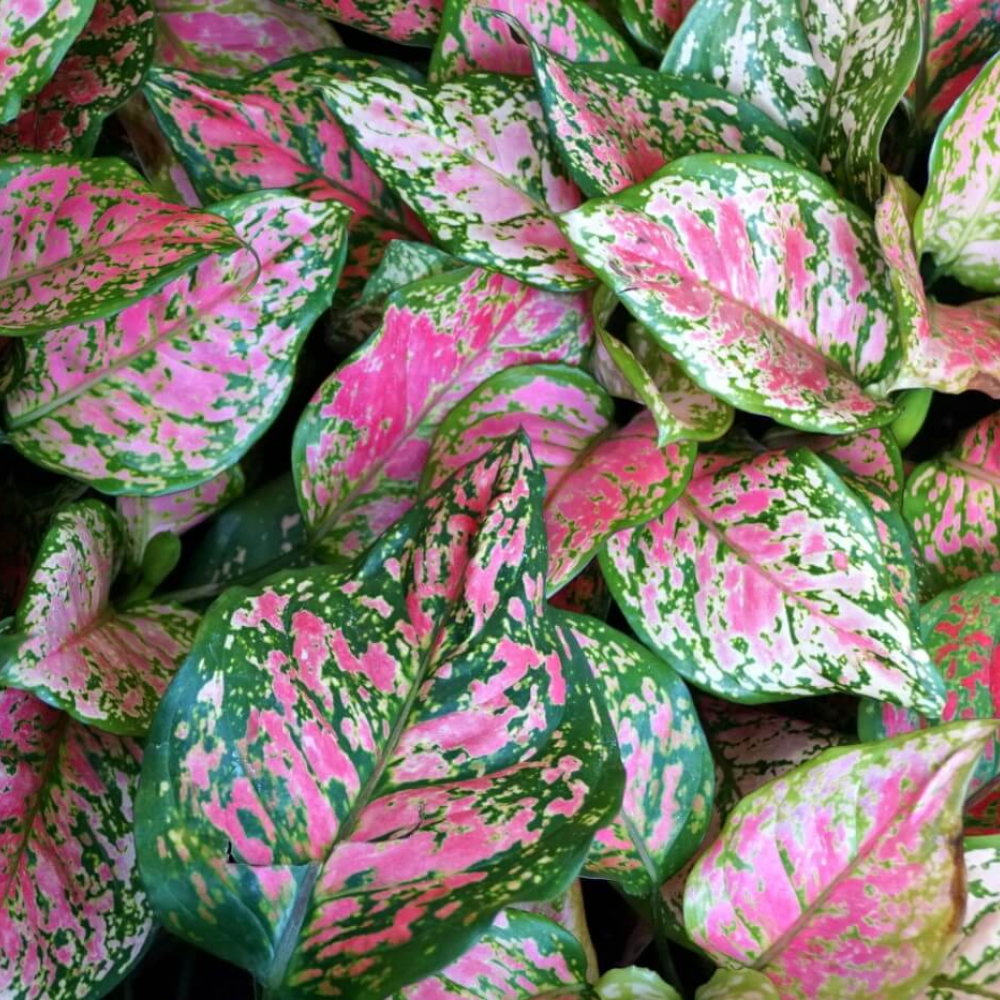 "Close-up of Aglaonema pink leaves, showcasing their vibrant colors and ornamental value."