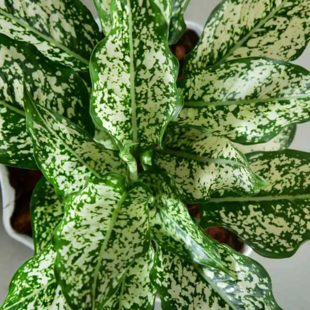 "Close-up of Aglaonema white leaves, featuring unique patterns and low-maintenance care."