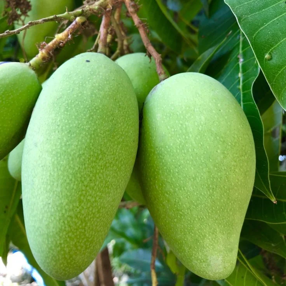 "Close-up of All Time mango, featuring its ripe, greenish skin and delicious taste."