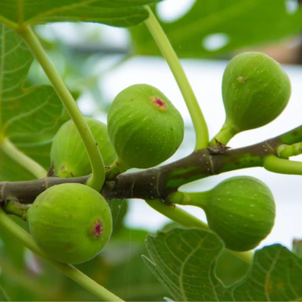  "Close-up of Anjeer fruit, showcasing its unique texture and sweet, juicy interior."