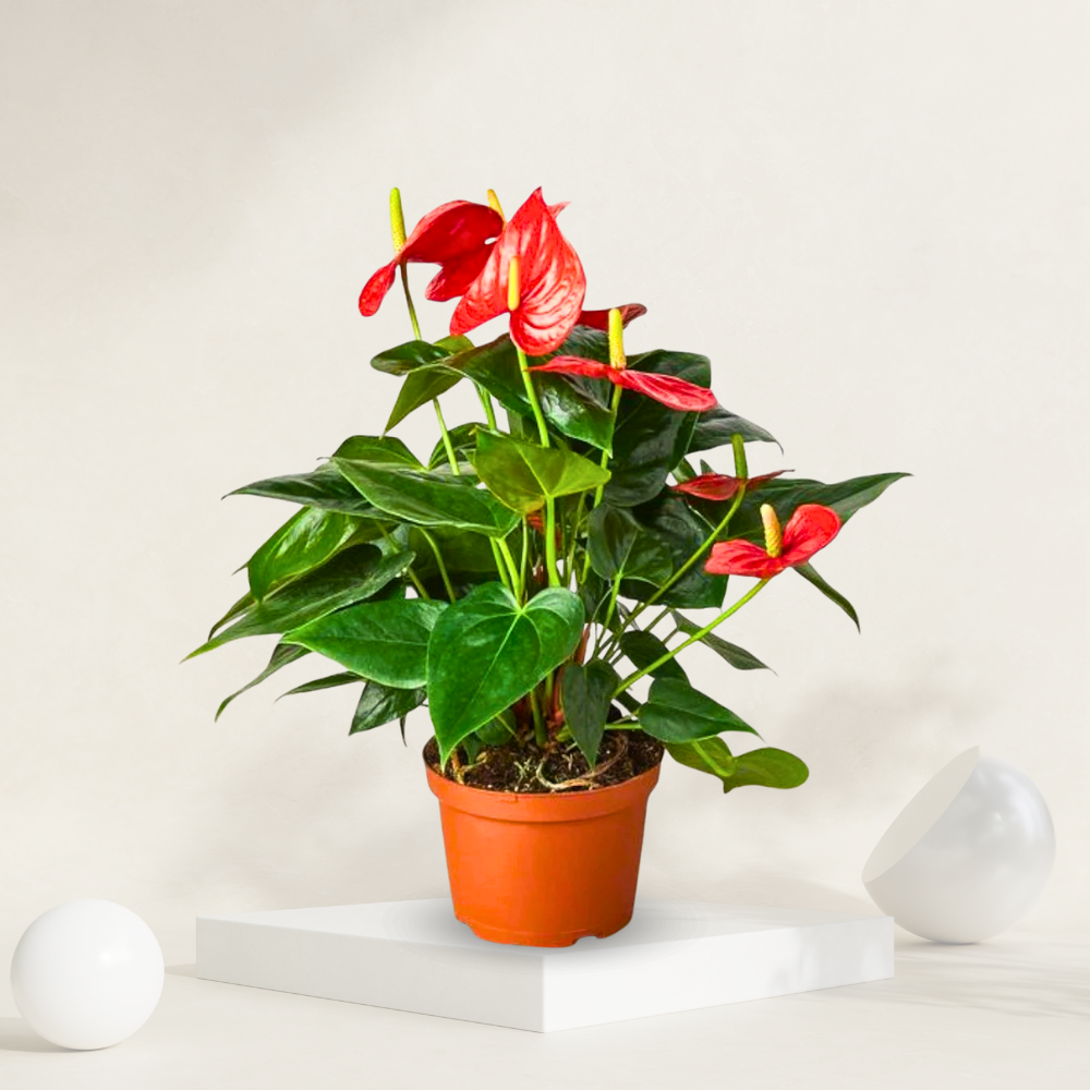 "Anthurium red plant with stunning blooms, known for its low maintenance and vibrant flowers."