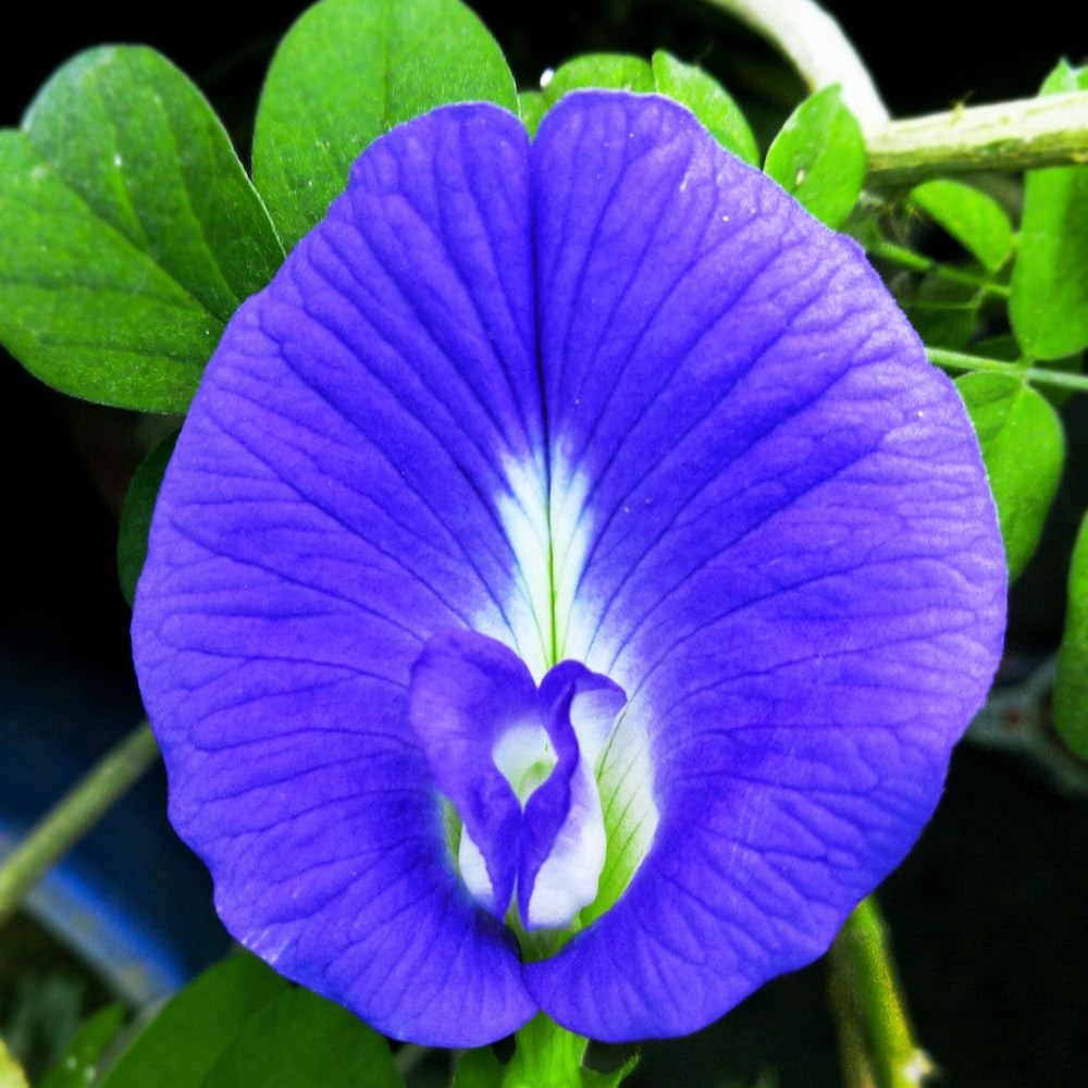 Aprajita ( Butterfly Pea )