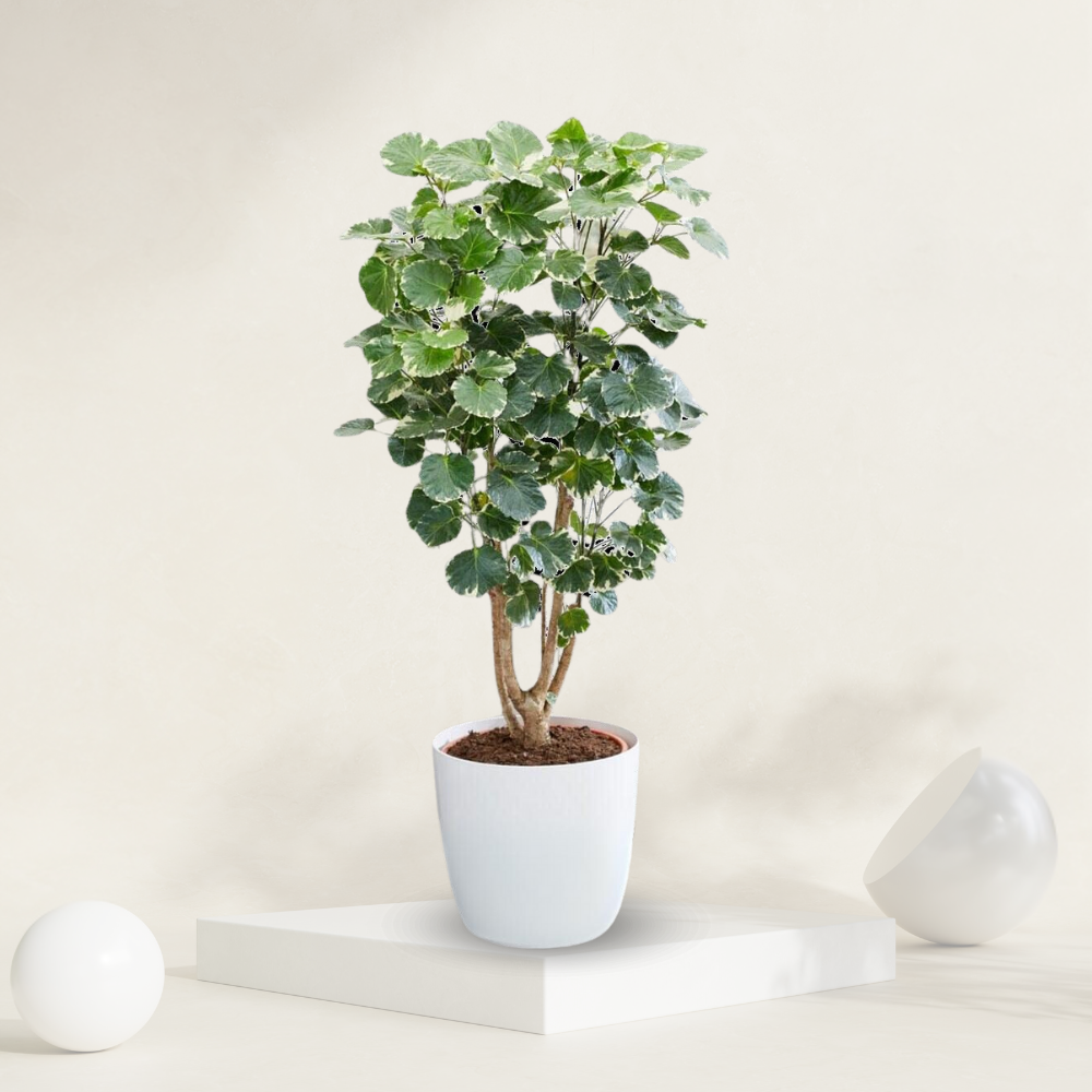 "Large-leaf Aralia plant in a pot, ideal for making a bold statement in indoor decor."