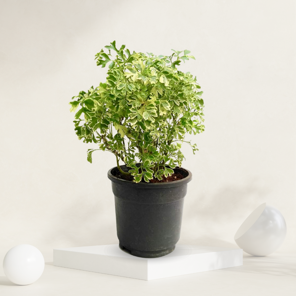 "Small Aralia plant in a grow pot, perfect for compact indoor spaces."