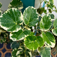 "Close-up of big Aralia leaves, lush and green, great for air purification."