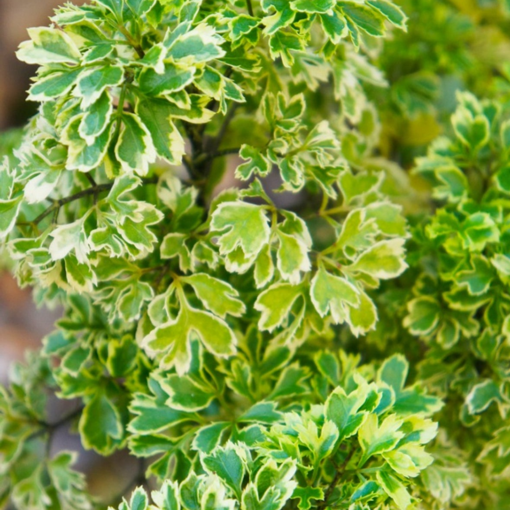 "Close-up of small Aralia leaves, showcasing their glossy green texture."