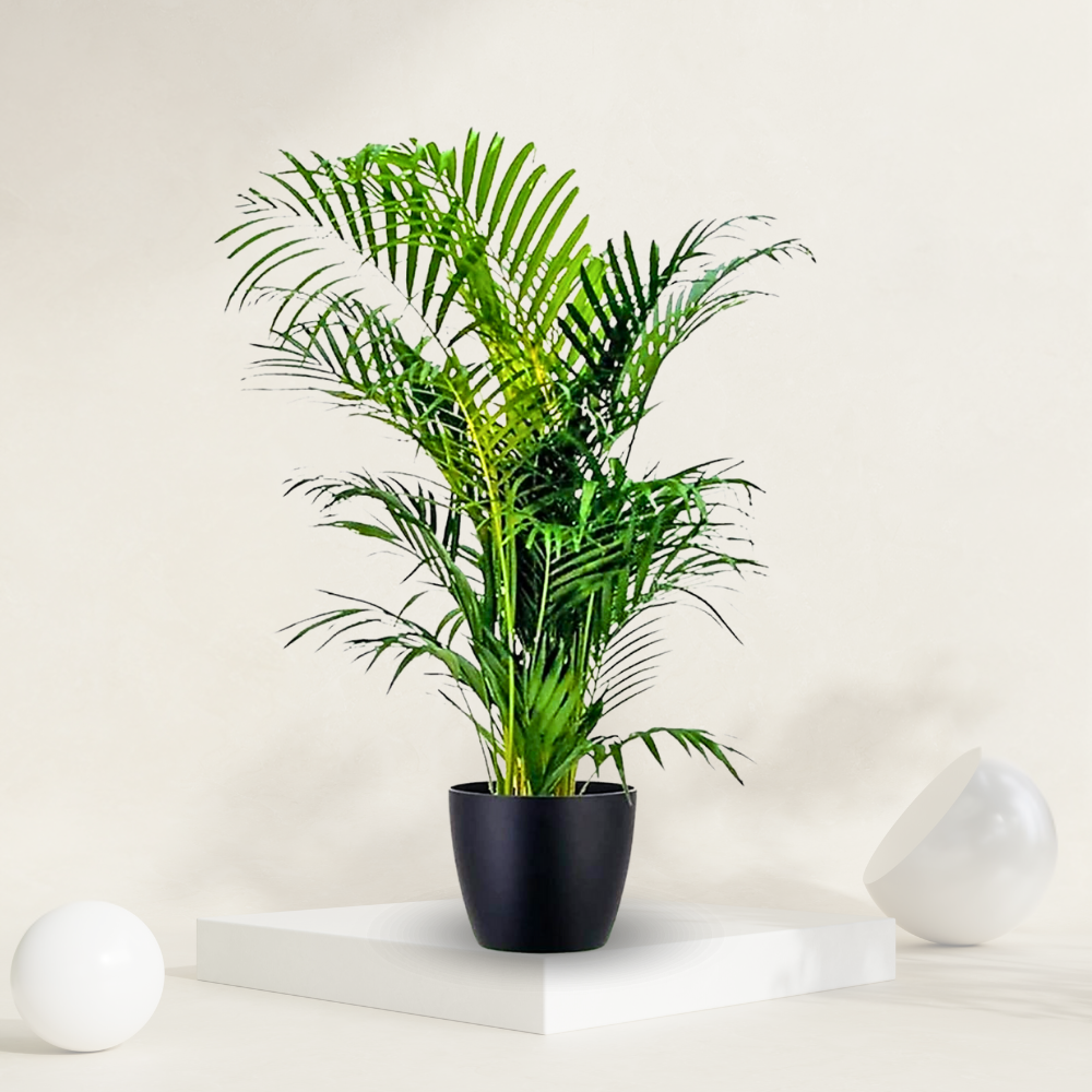 "Areca palm with lush fronds, perfect for indoor decoration and known for air purification."