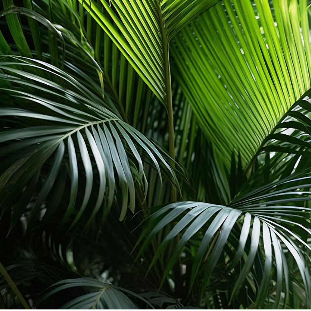 "Close-up of Areca palm leaves, adding a tropical vibe to indoor spaces."