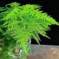 Asparagus Ferns