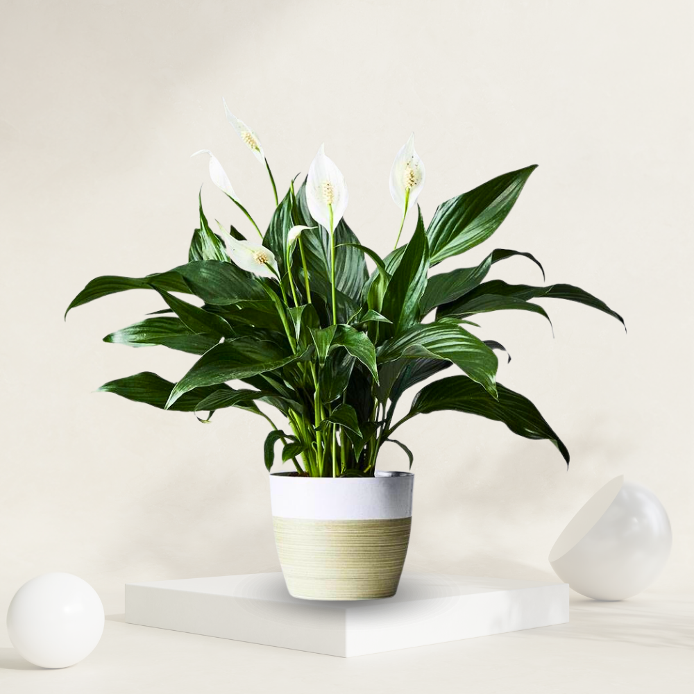  "Peace lily plant with elegant white blooms, ideal for improving indoor air quality and low-light areas."