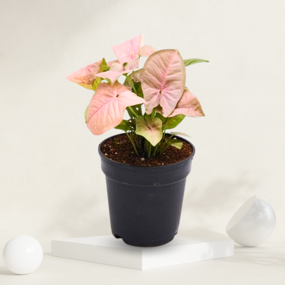 "Pink syngonium plant with vibrant pink and green leaves, perfect for adding color to indoor decor."