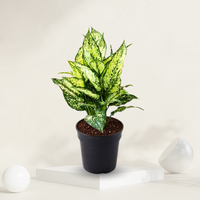  "Aglaonema white plant in a grow pot with striking white and green leaves, great for enhancing indoor decor."