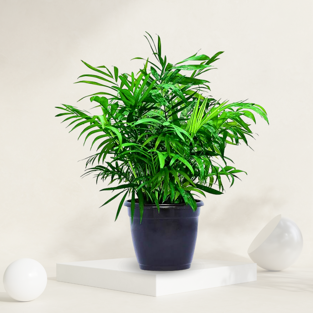 "Bamboo palm in a grow pot, ideal for adding a tropical touch to indoor spaces."