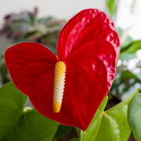 "Close-up of anthurium red flowers, perfect for brightening indoor spaces."