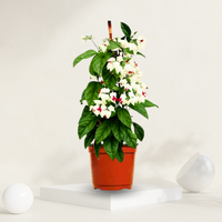 "Bleeding heart plant in a grow pot with heart-shaped pink flowers, ideal for adding charm to indoor gardens."