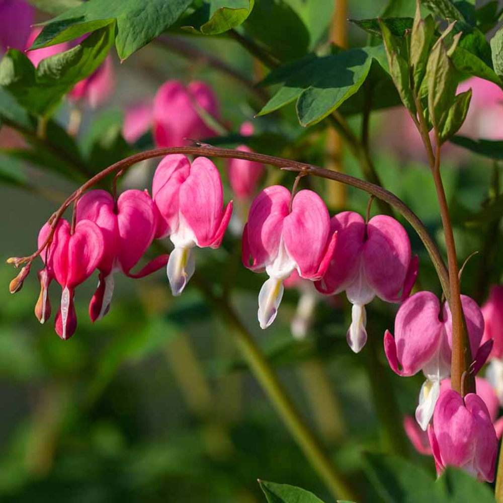 "Close-up of bleeding heart flowers, showcasing their delicate beauty and graceful form."