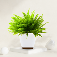 Boston Ferns ( Sword Fern )