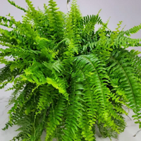 Boston Ferns ( Sword Fern )