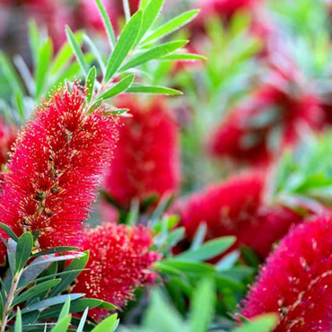 Bottle Brush ( Callistemon plant )