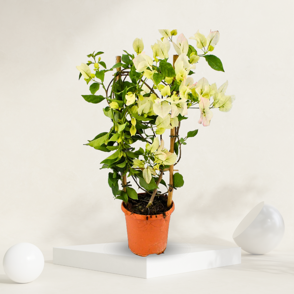 Bougainvillea White  ( Paper Plant )