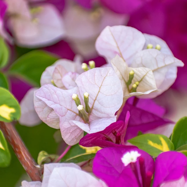 Variegated Bougainvillea