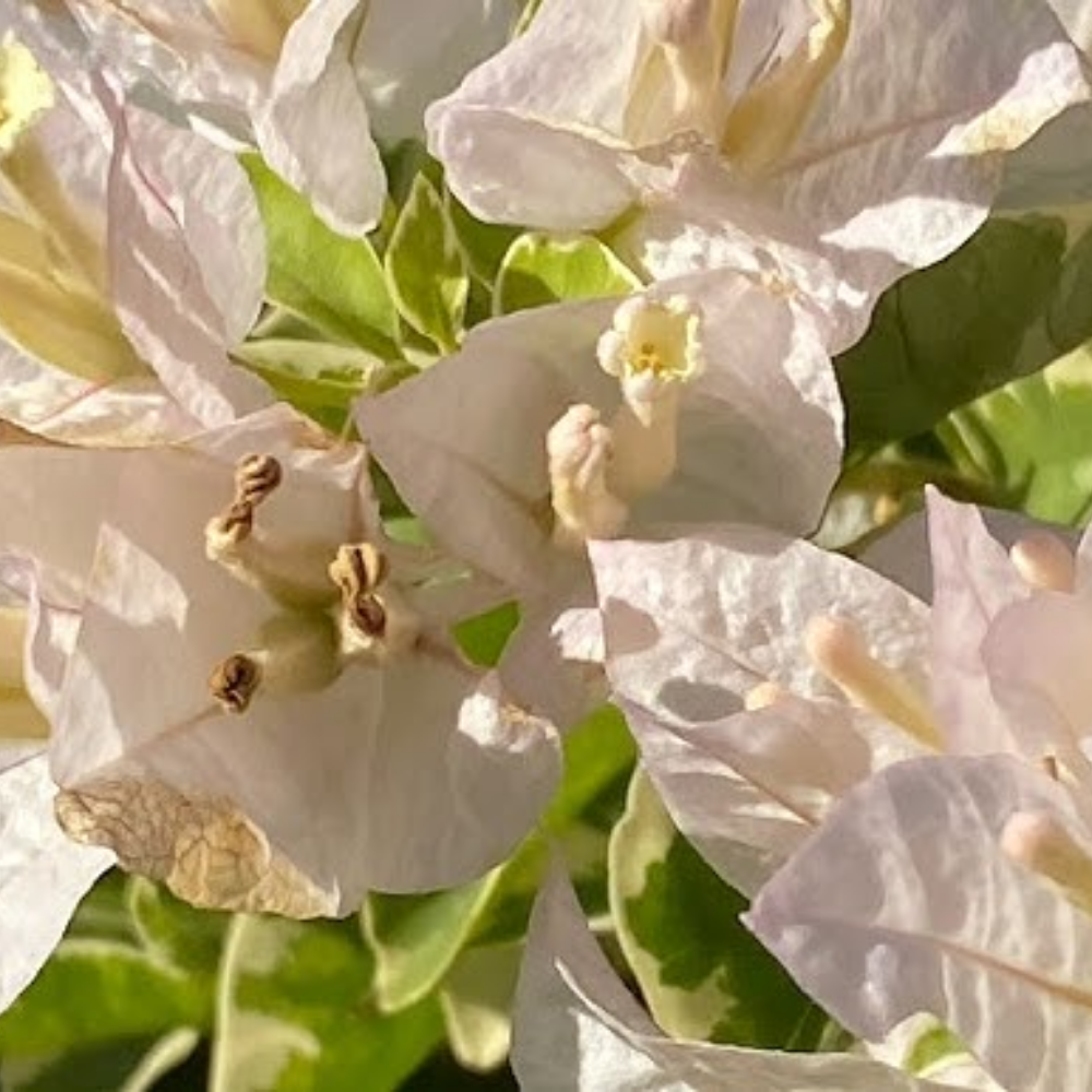 Bougainvillea White  ( Paper Plant )