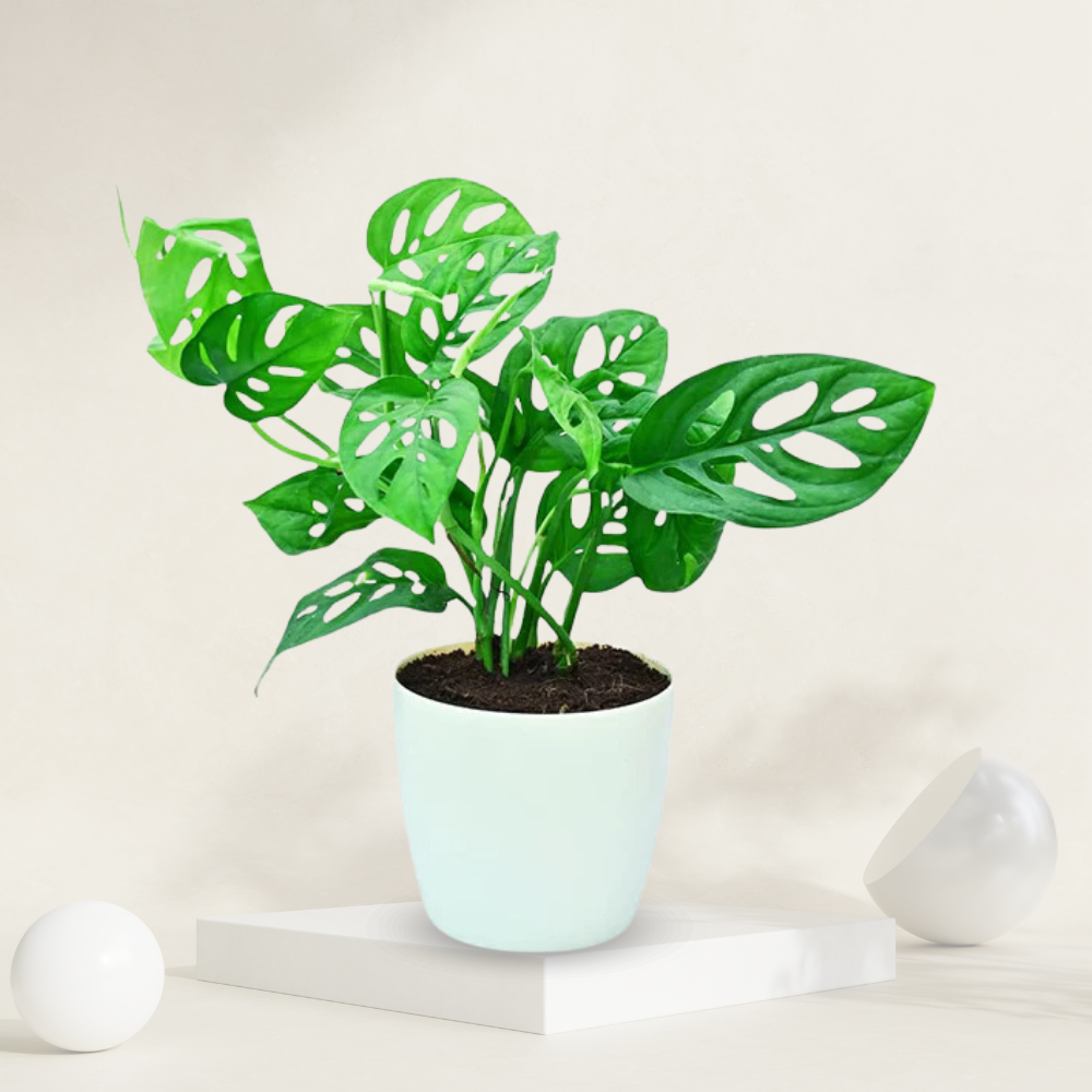  "Broken Heart plant with heart-shaped leaves, perfect for adding greenery and charm to indoor spaces."