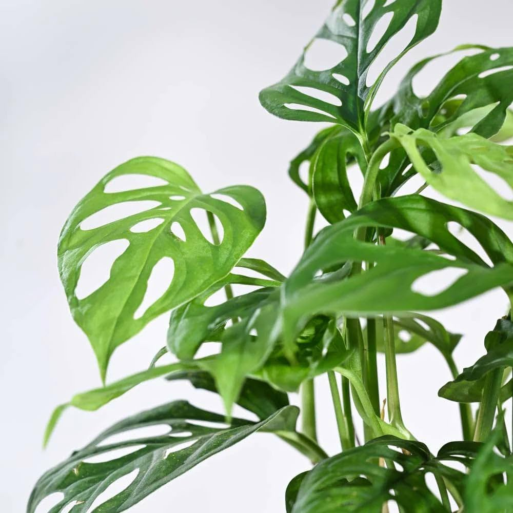 "Close-up of Broken Heart leaves, showcasing their unique heart shape and rich green color."