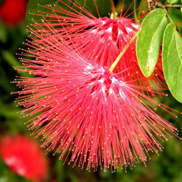 Calliandra ( Powder Puff Plant )