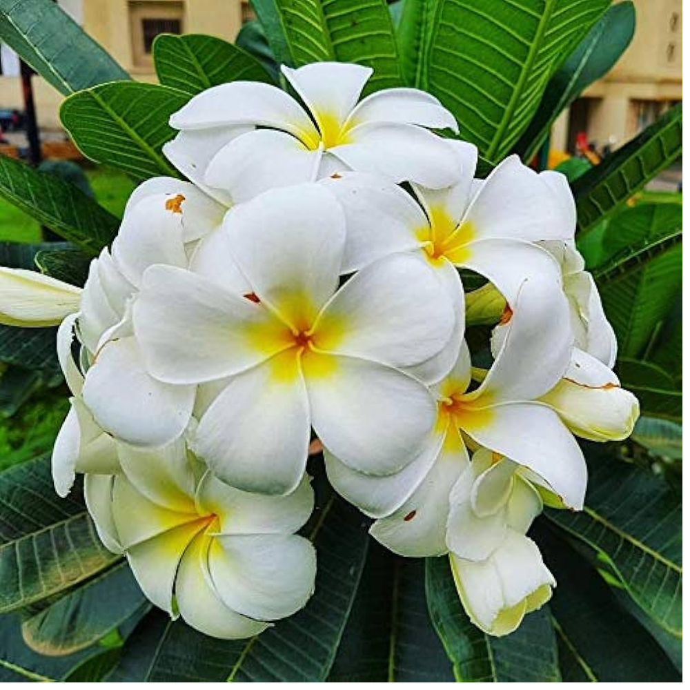 Champa ( Frangipani )